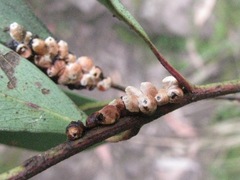 Eriococcus coriaceus