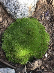 Scleranthus biflorus