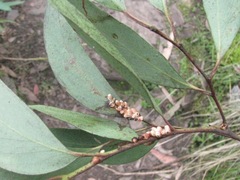 Eriococcus coriaceus