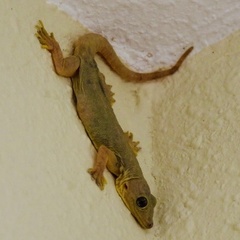 Hemidactylus flaviviridis