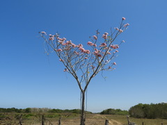 Handroanthus impetiginosus