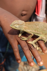 Chamaeleo senegalensis