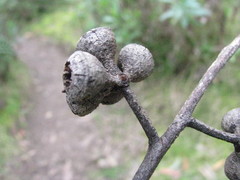 Eucalyptus baxteri