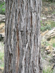Eucalyptus baxteri