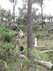 Eucalyptus baxteri
