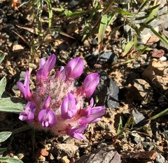 Astragalus laguroides