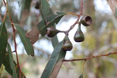 Eucalyptus leucoxylon connata