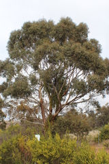 Eucalyptus leucoxylon connata