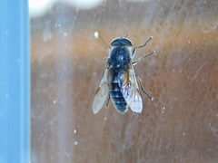 Hybomitra bimaculata