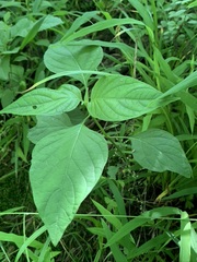 Dicliptera brachiata