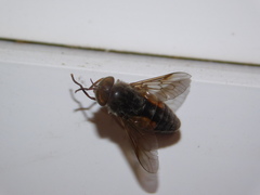 Hybomitra bimaculata