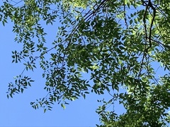 Fraxinus pennsylvanica subintegerrima