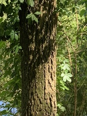 Fraxinus pennsylvanica subintegerrima