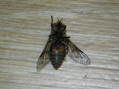 Hybomitra bimaculata