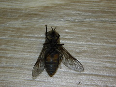 Hybomitra bimaculata