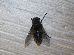 Hybomitra bimaculata