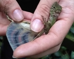 Draco quinquefasciatus