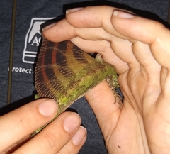 Draco quinquefasciatus