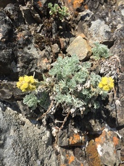 Artemisia furcata