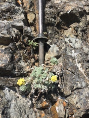 Artemisia furcata