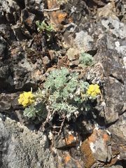 Artemisia furcata