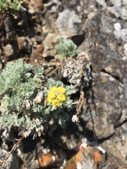 Artemisia furcata
