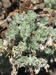 Artemisia furcata