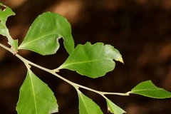 Maytenus acuminata