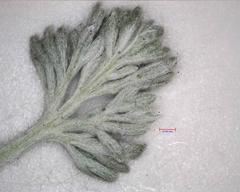 Artemisia furcata
