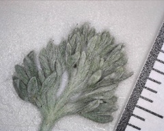 Artemisia furcata