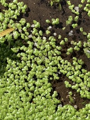 Spirodela polyrhiza