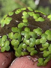 Spirodela polyrhiza