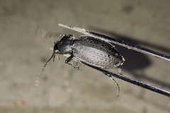 Carabus vinctus