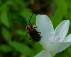 Atalantycha bilineata