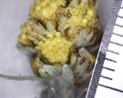 Artemisia furcata