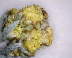 Artemisia furcata