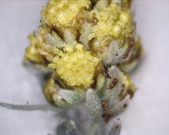 Artemisia furcata