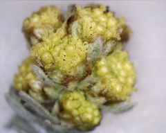 Artemisia furcata