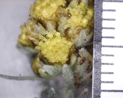 Artemisia furcata