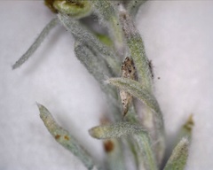 Artemisia furcata