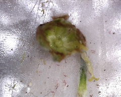 Artemisia furcata