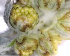Artemisia furcata