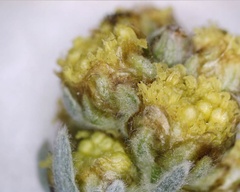 Artemisia furcata