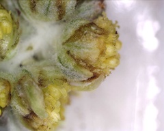 Artemisia furcata