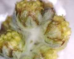 Artemisia furcata