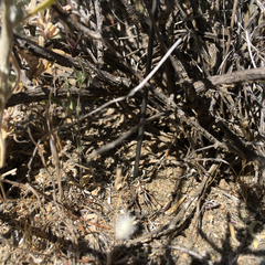 Astragalus jaegerianus