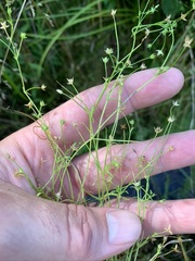 Stellaria fontinalis