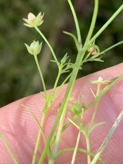 Stellaria fontinalis