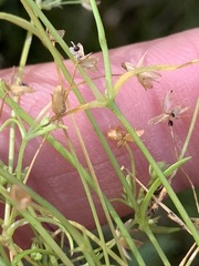 Stellaria fontinalis