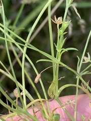 Stellaria fontinalis